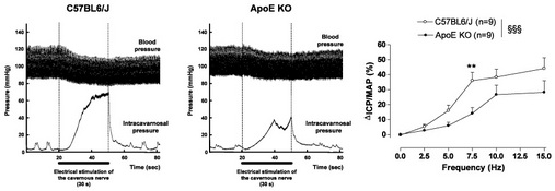 Figure 2: Original recordings of arterial blood pressure (BP) and intracavernosal blood pressure (ICP) during one erectile response elicited by electrical stimulation of the cavernous nerve (ES CN)(6V, 7.5Hz, 0.3ms for 30s) in an anaesthetized 26 weeks-old C57BL6/J mouse (left panel) and in an age-matched ApoE KO mouse (middle panel); Frequency-response curves to ES CN (right panel) in C57BL6/J and ApoE KO mice at 26 weeks of age (§§§P<0.001, two-way ANOVA, followed by a Bonferroni’s post-test, **P<0.01. (from Behr-Roussel et. Al, 2006)