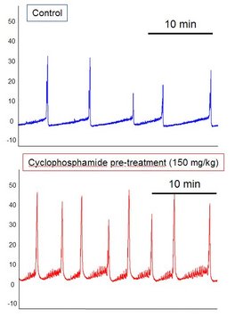 Figure 2 : Representative cystometrograms in anesthetized rats showing the effect of cyclophosphamide pre-treatment. (PVP, internal data). 