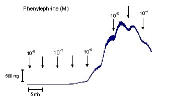 Figure 1: Original tracing showing the effect of cumulative addition of increasing concentrations of phenylephrine (M) on human prostatic tissue from BPH patient. (Pelvipharm, internal data)