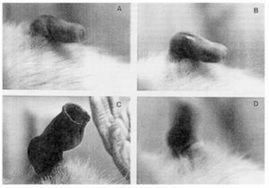 Figure1: Rat is in supine position, the sheath of the penis being gently retracted: series of penile tumescence, cups and flips occur. 