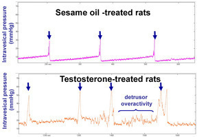 Figure 2: Representative cystometrograms in conscious testosterone or vehicle-treated rats. (Pelvipharm, internal data).