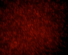 Figure 1: Representative microphotograph of DHE fluorescent staining observed on the endothelial face of rat aortic segments (Pelvipharm internal data).