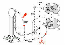 Figure 1:Schematic view of the experiment. Electrical stimulations are applied to dorsal nerves of the penis (DNP) and reflex discharges are recorded at the level of the motor branch of the pudendal nerve (PdN) innervating bulbospongiosus (BS) and ischiocavernous (IC) muscles. 