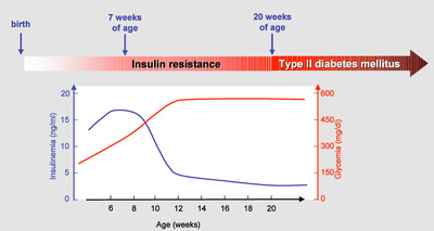 Figure 1: Age-dependent evolution of glucose metabolism in ZDF rats.