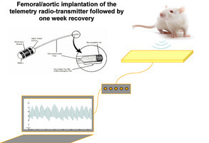 Figure 1: Principle of radiotelemetric measure of BP in conscious unrestrained animals.