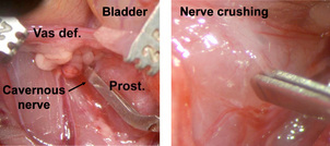 Figure 2: Per-operative view of cavernous nerve crush procedure in rats.