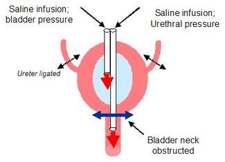 Fig 3: Schematic representation of the experimental method used for measuring both bladder and urethral pressure.
