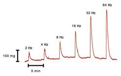 Figure 1: Original tracing showing a frequence-response curve to EFS (300 mA, 10 s, 3 ms, 2 to 64 Hz) in human cavernosal tissue. (Pelvipharm, internal data). 